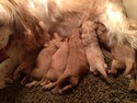 Cockapoo Puppies for sale in Iowa by Iowa Breeders|The cockapoos for sale are red, apricot, and White|1-641-588-3110|brian@purebredpups.com